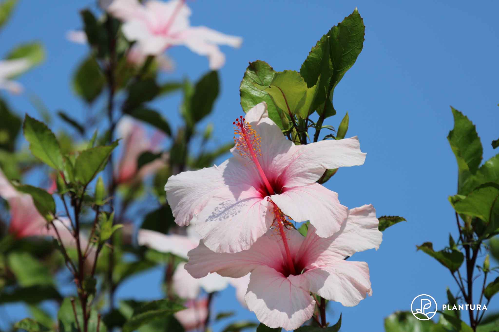 Blüte perfekte für Plantura Pflege-Tipps düngen: die Hibiskus -