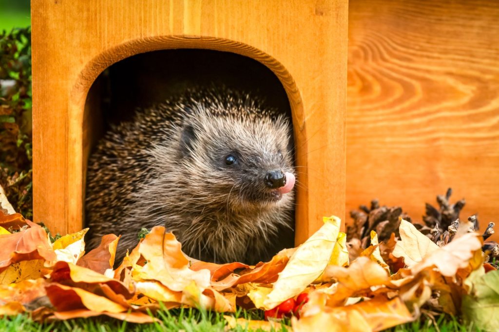 Igel in Igelhaus