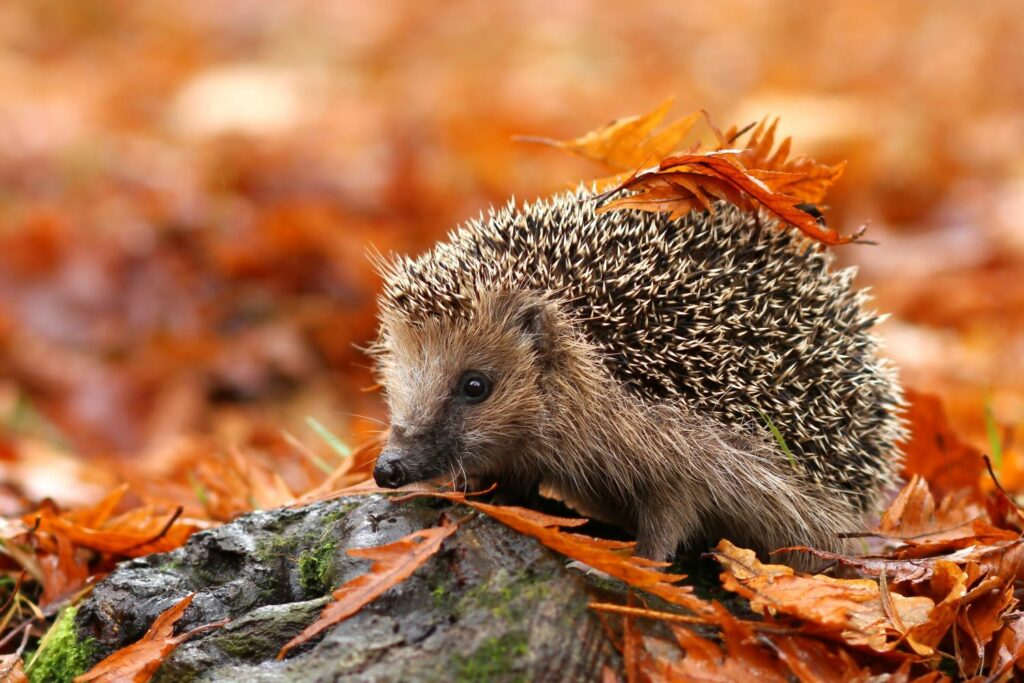Igel im Herbst