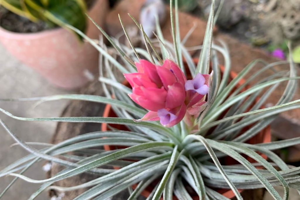Blüte der Tillandsia