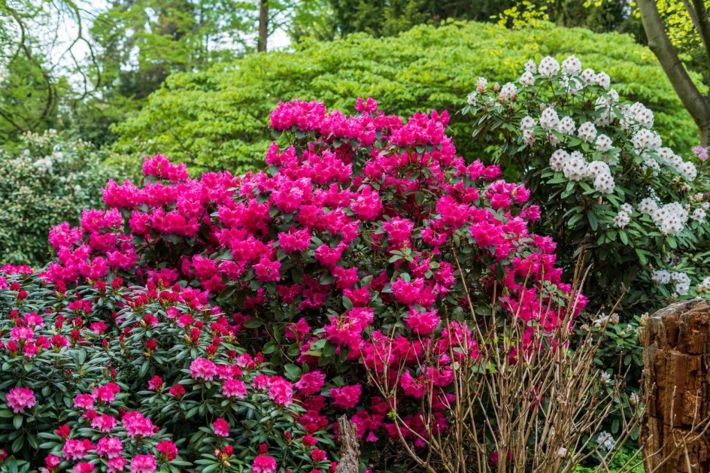 Rhododendron als Moorbeetpflanze