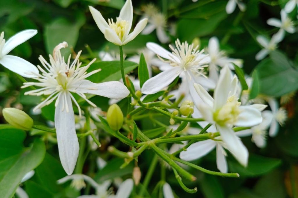 Welche Blume ist dafür bekannt, nachts ihren charakteristischen Duft zu verbreiten?