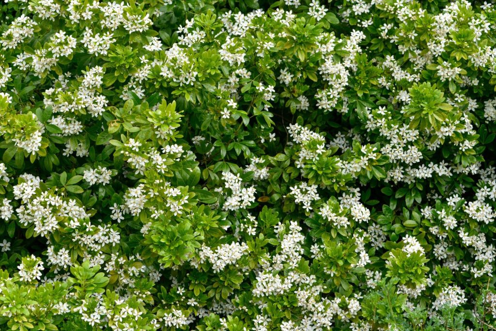 Blühende Orangenblumen
