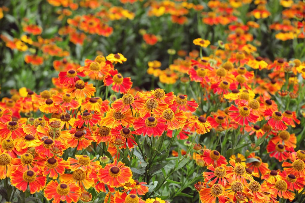 Blüten der Sonnenbraut-Sorte ‘Waltraut‘