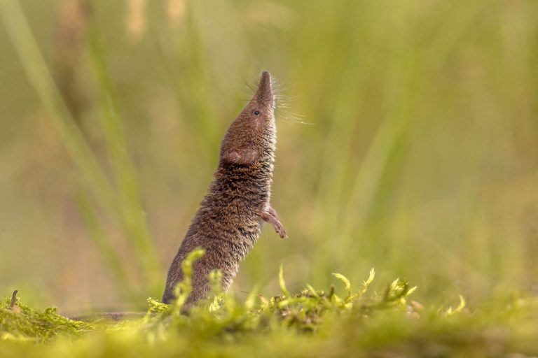 Spitzmaus in Haus & Garten Steckbrief & Arten Plantura