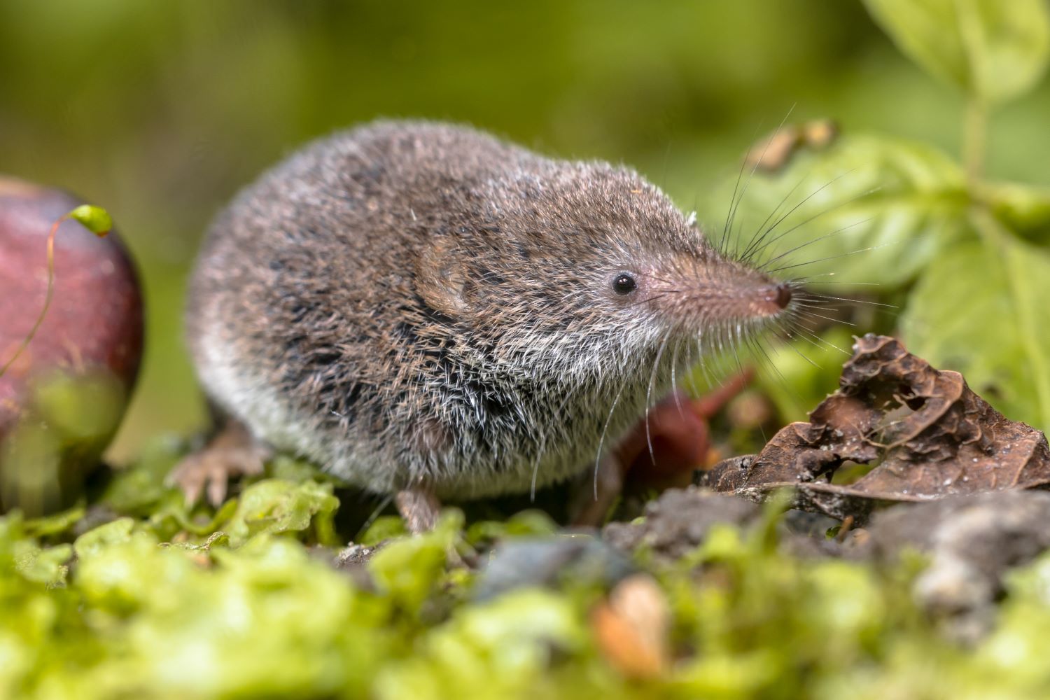 Spitzmaus in Haus & Garten Steckbrief & Arten Plantura