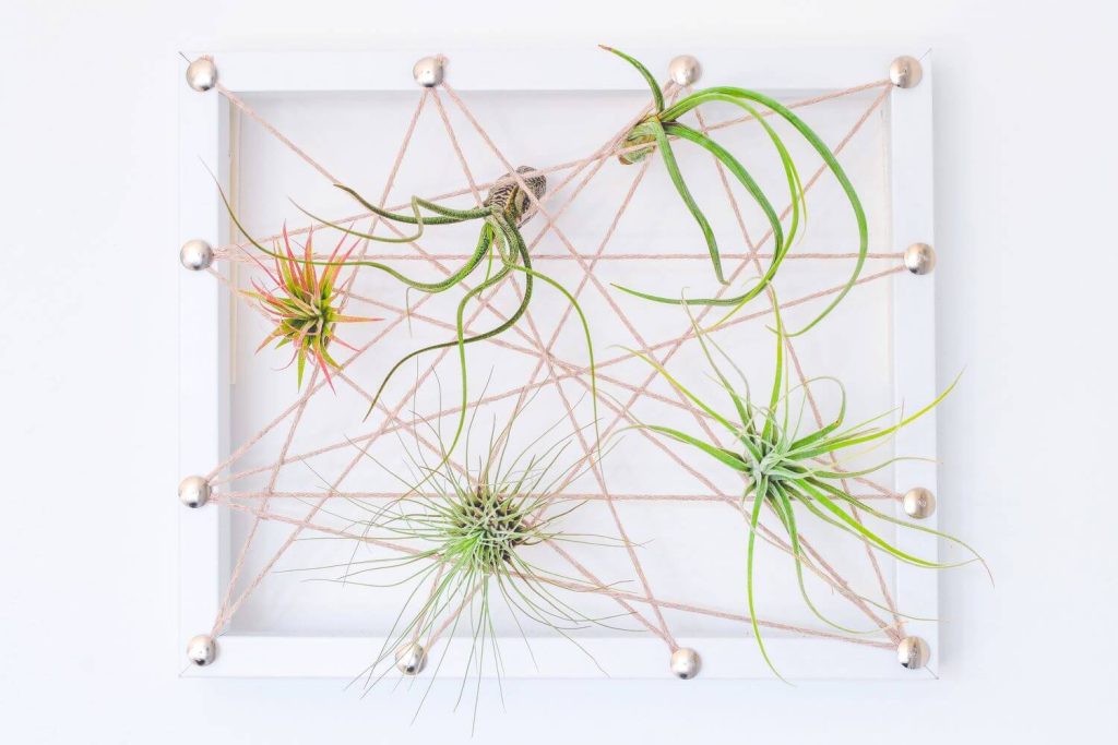 Wandbild mit Tillandsie