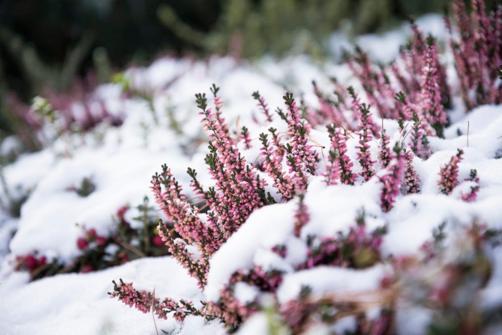 Heidekraut im Schnee