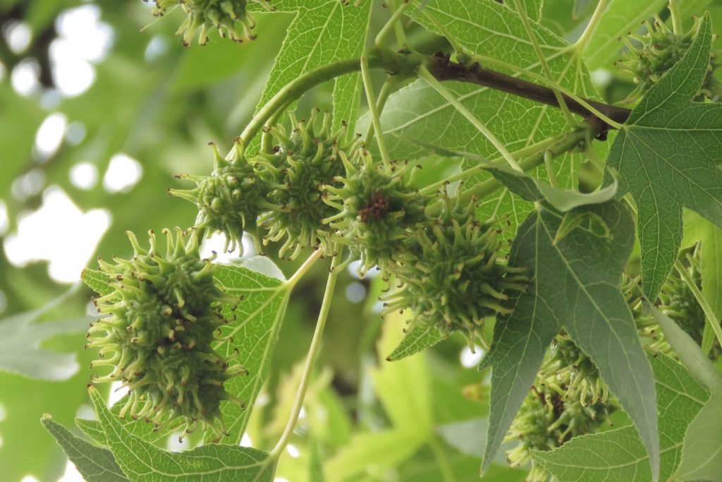 Amberbaum Pflanzen, Pflege & Schneiden Plantura