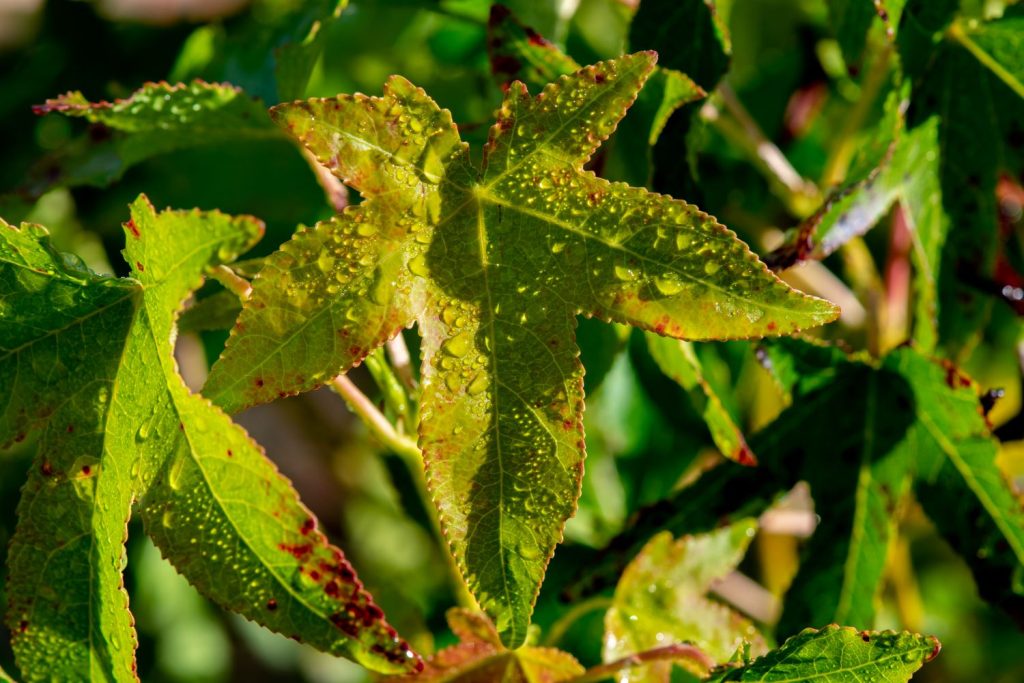 Amberbaum Pflanzen, Pflege & Schneiden Plantura