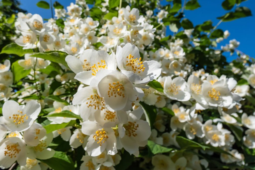 Weiße Blüten des Pfeifenstrauchs