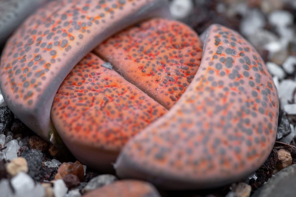 Blätter von Lithops