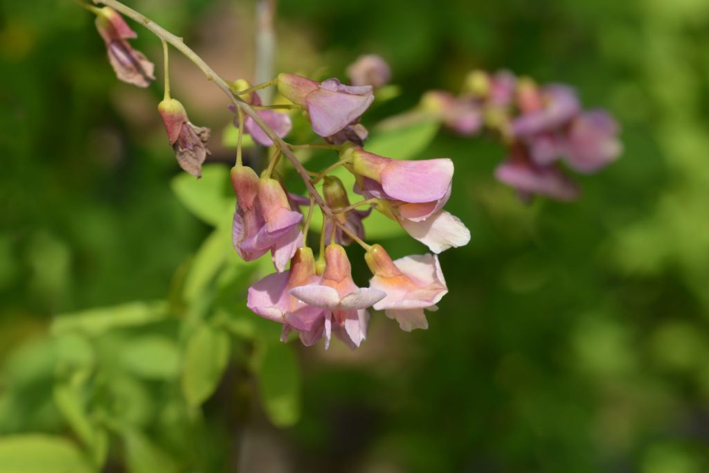 Rosafarbene Blüte des Chimären-Goldregen
