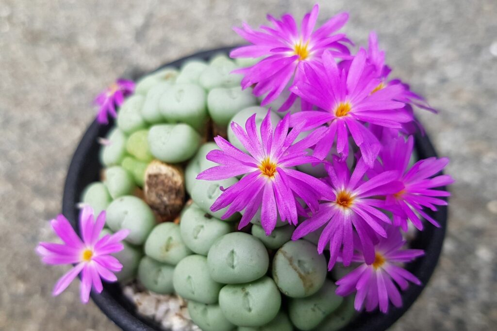 Lebender Stein Conophytum minutum