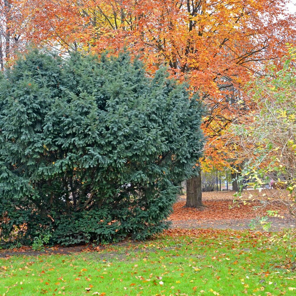 Eiben pflanzen: Anleitung zur Eibenhecke im Garten - Plantura