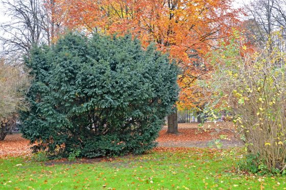 Eiben pflanzen: Eibenhecke im Garten
