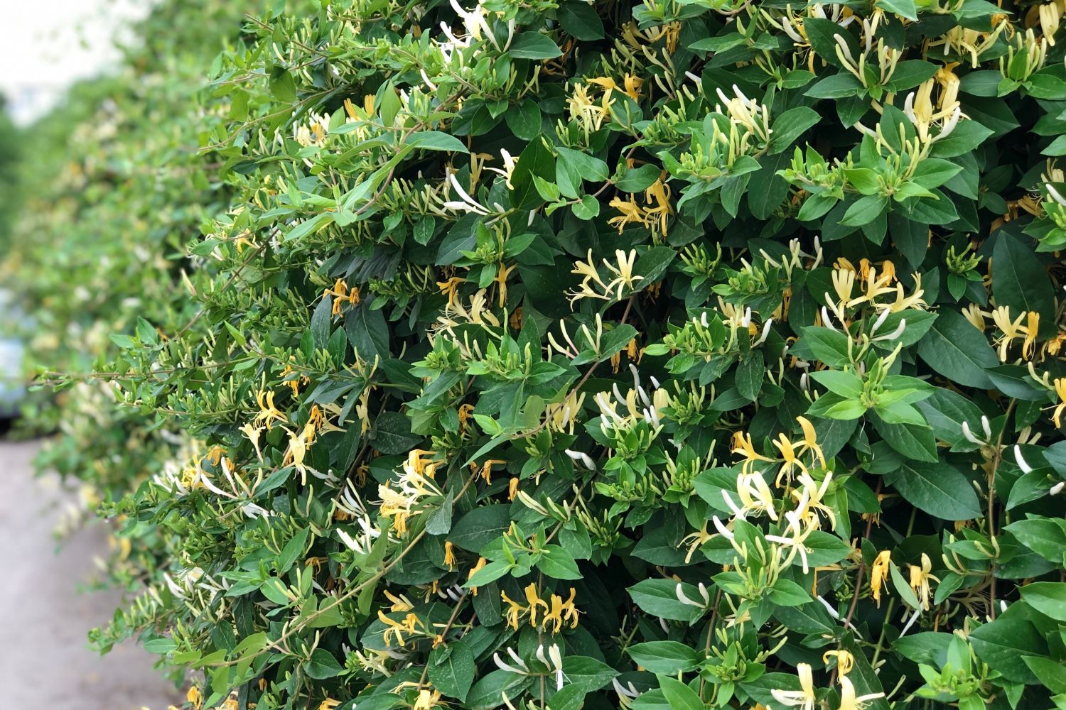 Geißblatt: Schneiden, Standort & die schönsten Sorten