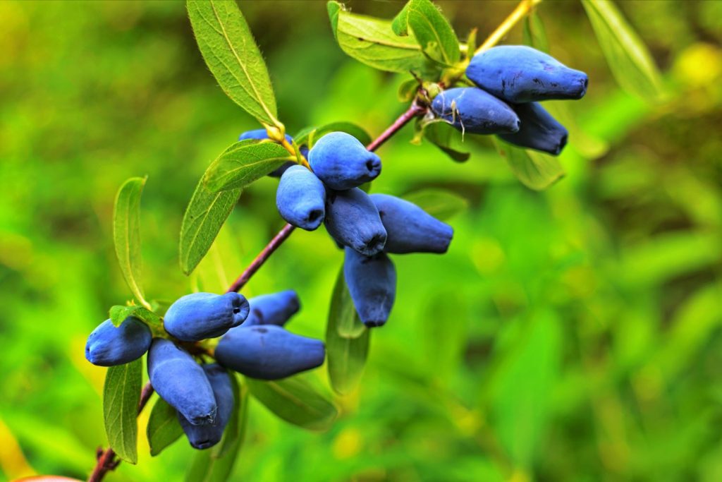 Früchte der Blauen Heckenkirsche