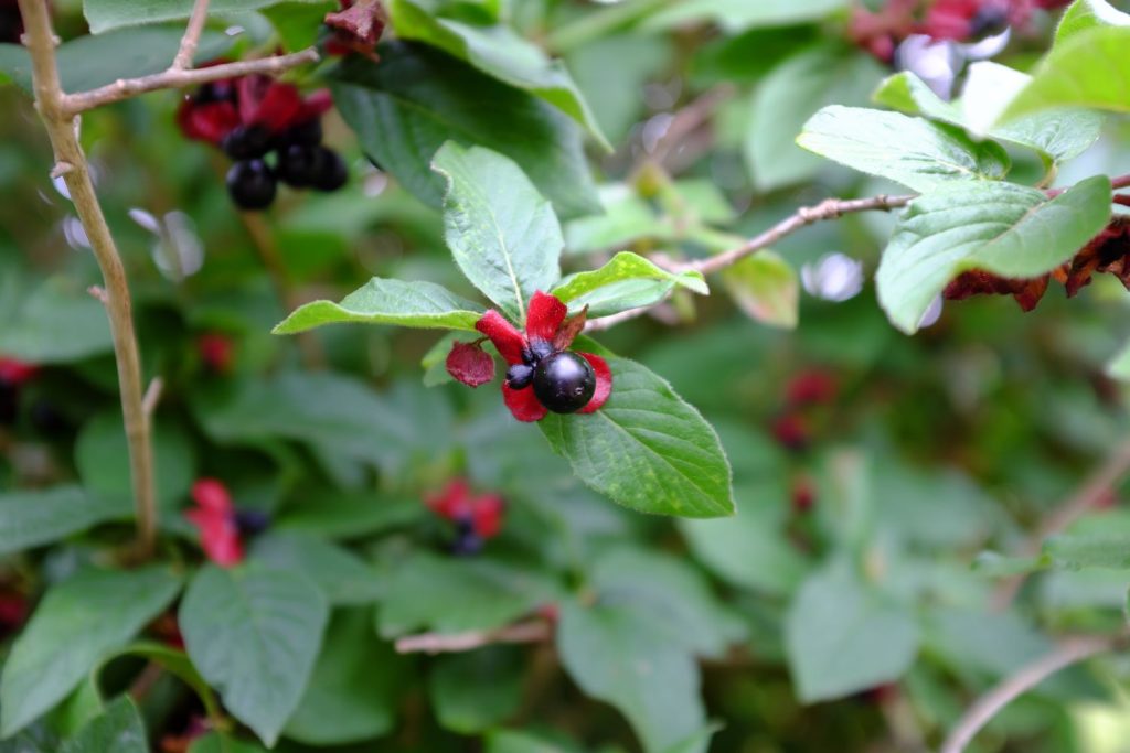 Beeren und Blätter einer Heckenkirsche