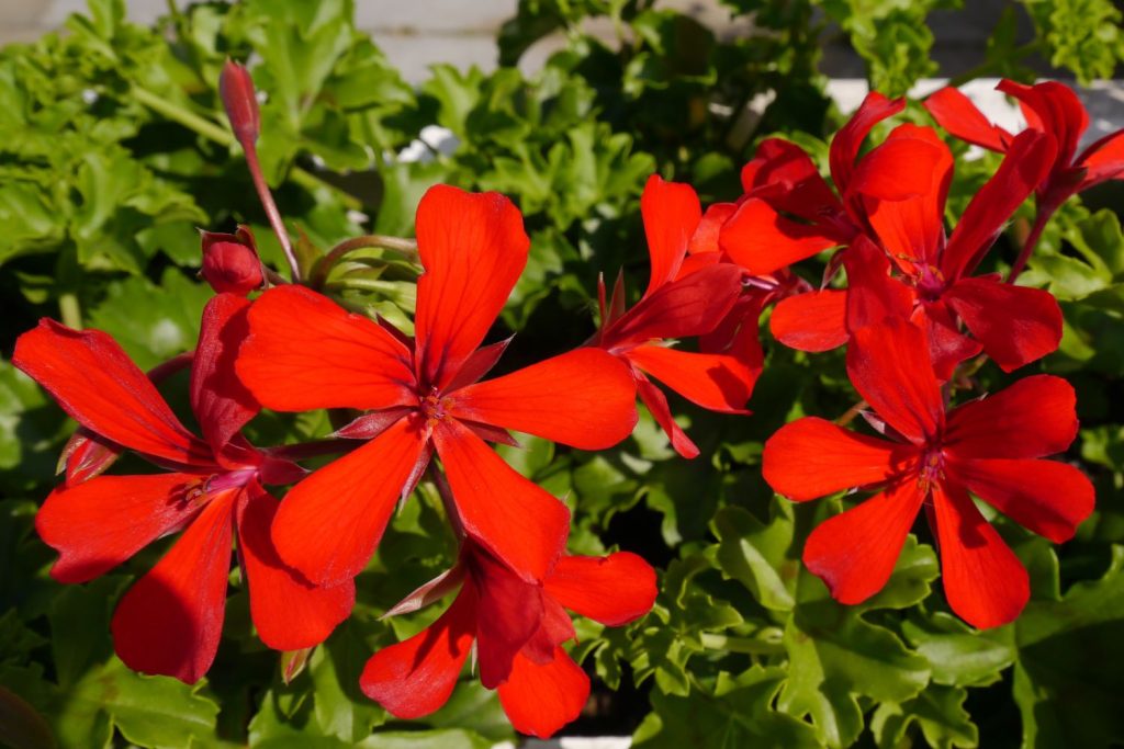 Hängegeranie ˈBalcon Imperialˈ