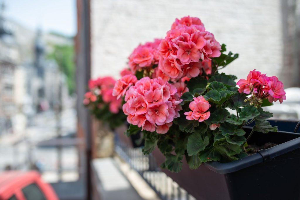 Rosa Geranien auf dem Balkon