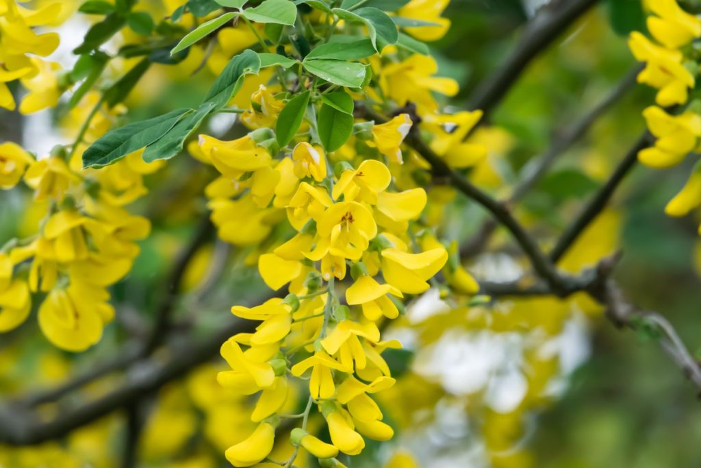 Blüten des giftigen Goldregen