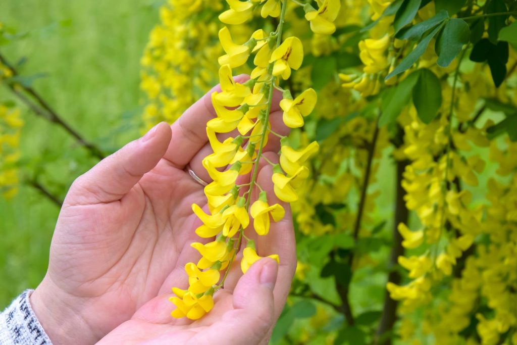 Goldregen-Blüten werden berührt