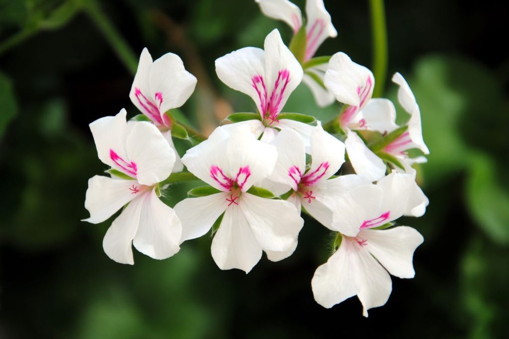 Hängegeranie 'Balcon Alaska'