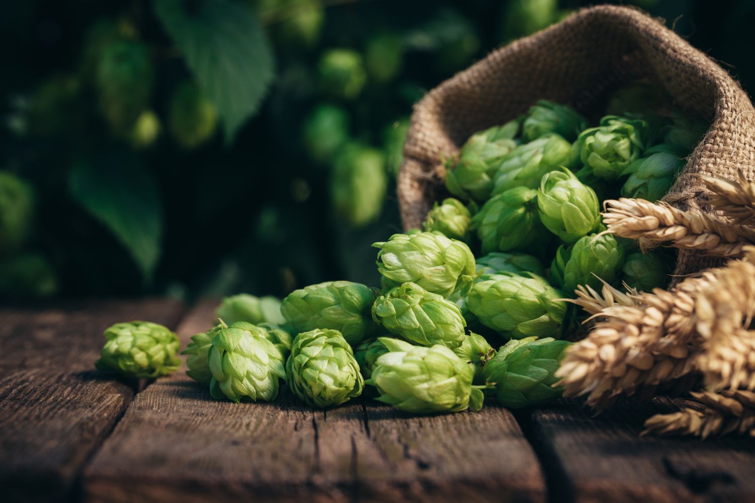 Hopfen: Ernte, Wirkung & Verwendung