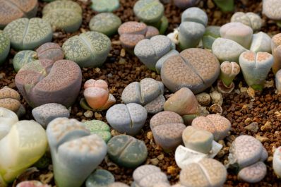 Lebende Steine: Arten, Pflege & Überwinterung