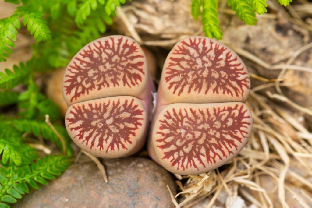 Lebender Stein Lithops aucampiae