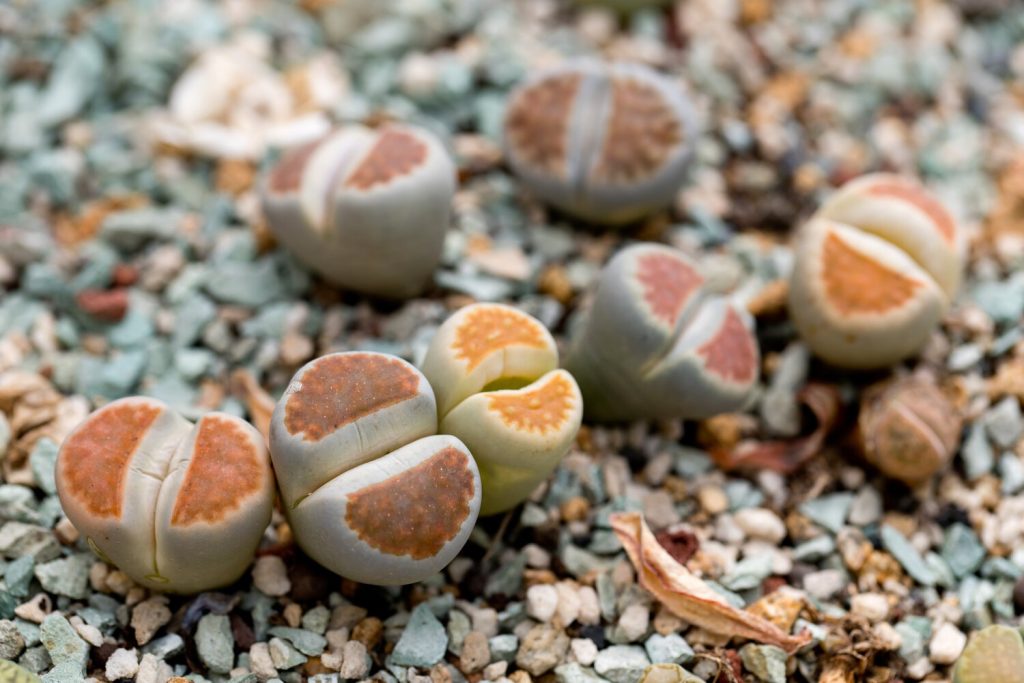 Lebender Stein Lithops karasmontana