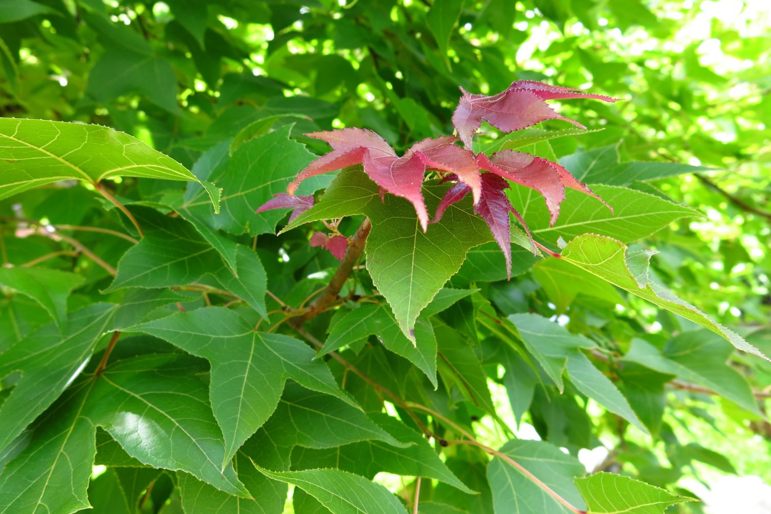 Amberbaum Pflanzen, Pflege & Schneiden Plantura