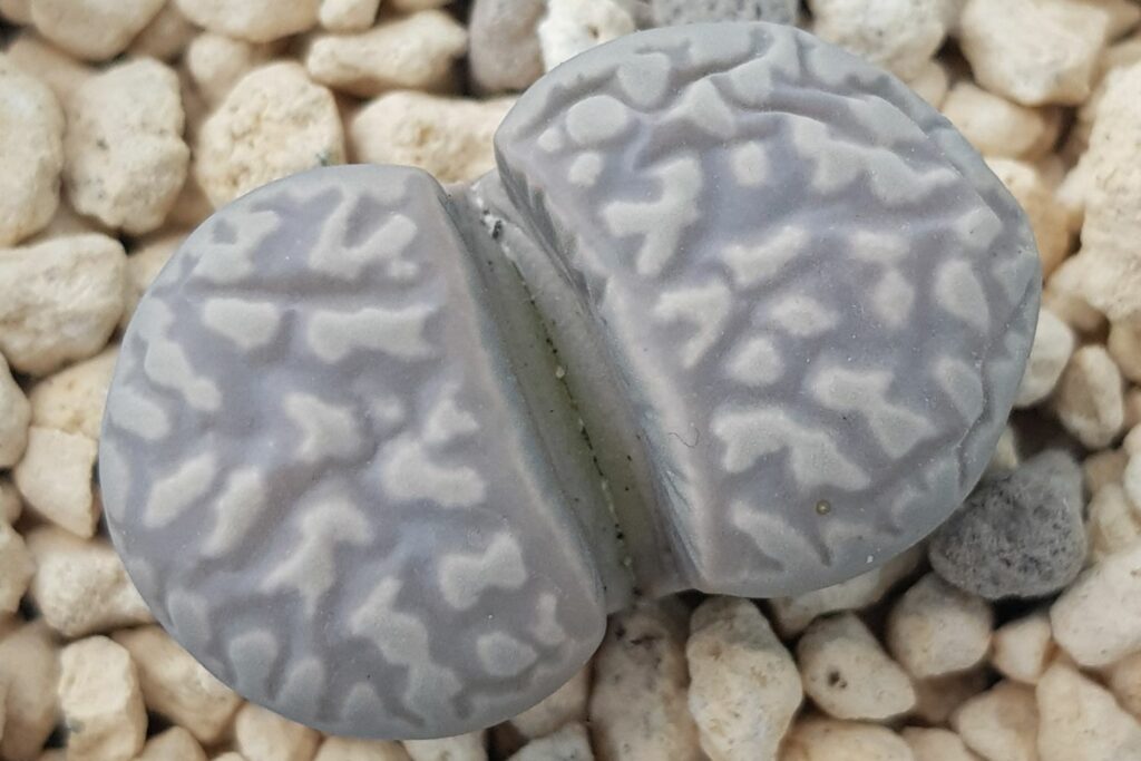 Lebender Stein Lithops marmorata