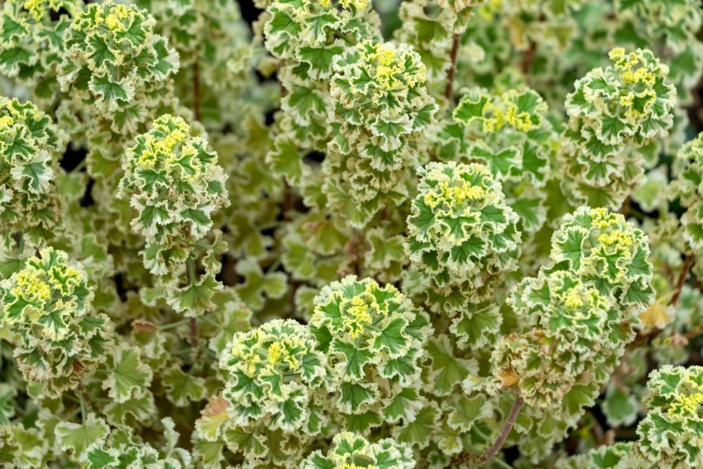 Duftgeranie ˈVariegatumˈ