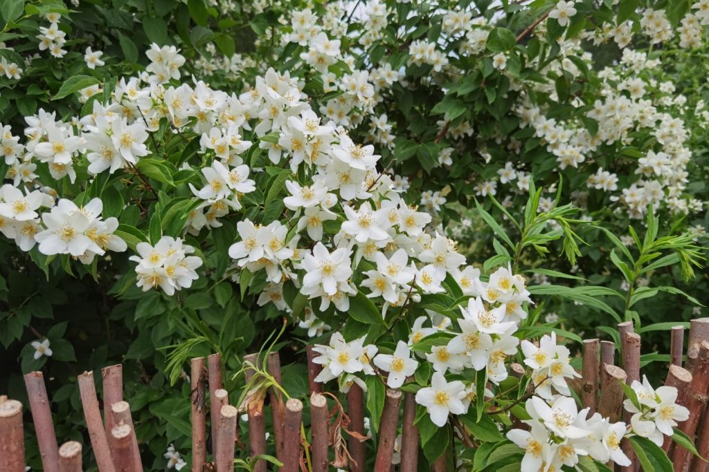 Blühender weißer Bauernjasmin