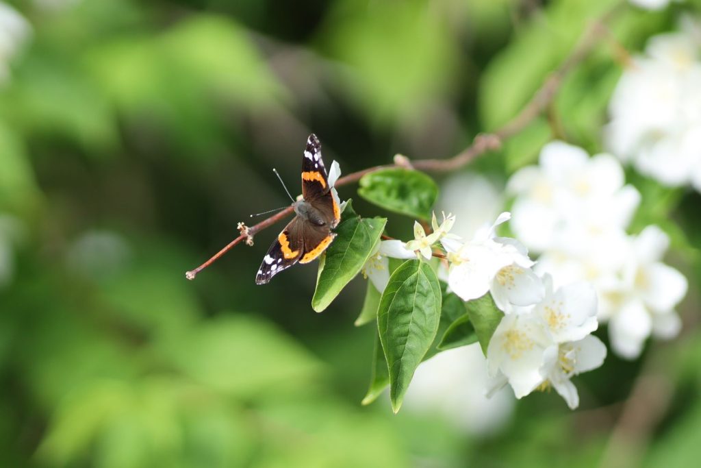 Kleine Triebe an Sommerjasmin