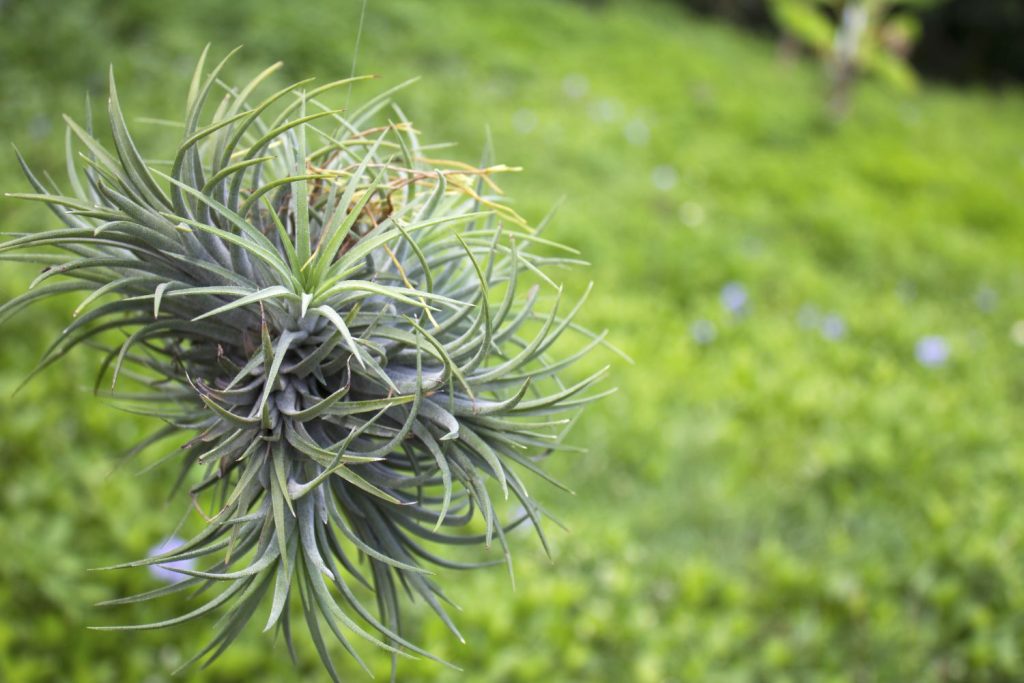 Graue Tillandsia 'Alba'