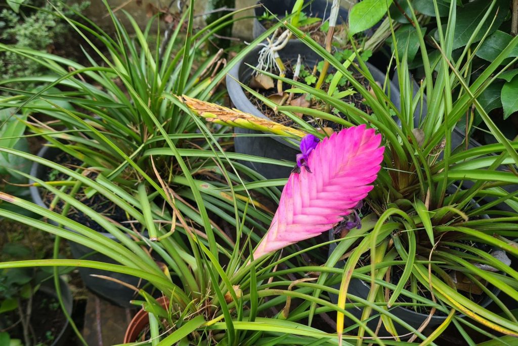 Grüne Tillandsia Cyanea