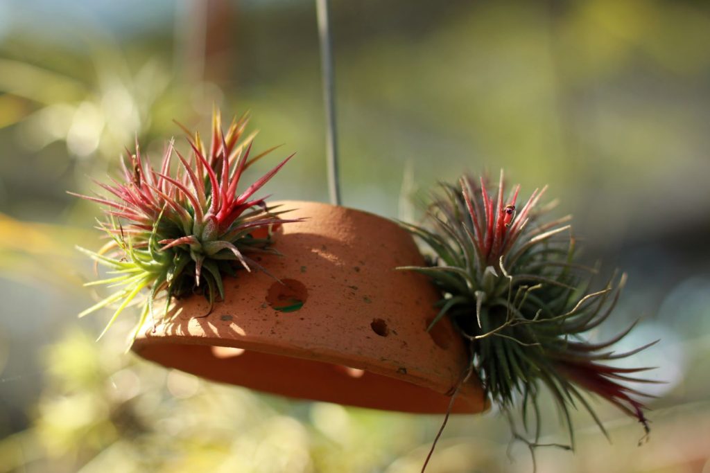 Mini-Tillandsien