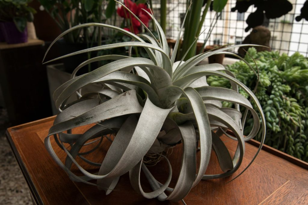 Große Tillandsia