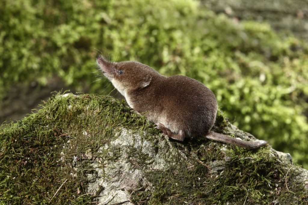 Waldspitzmaus auf Stein