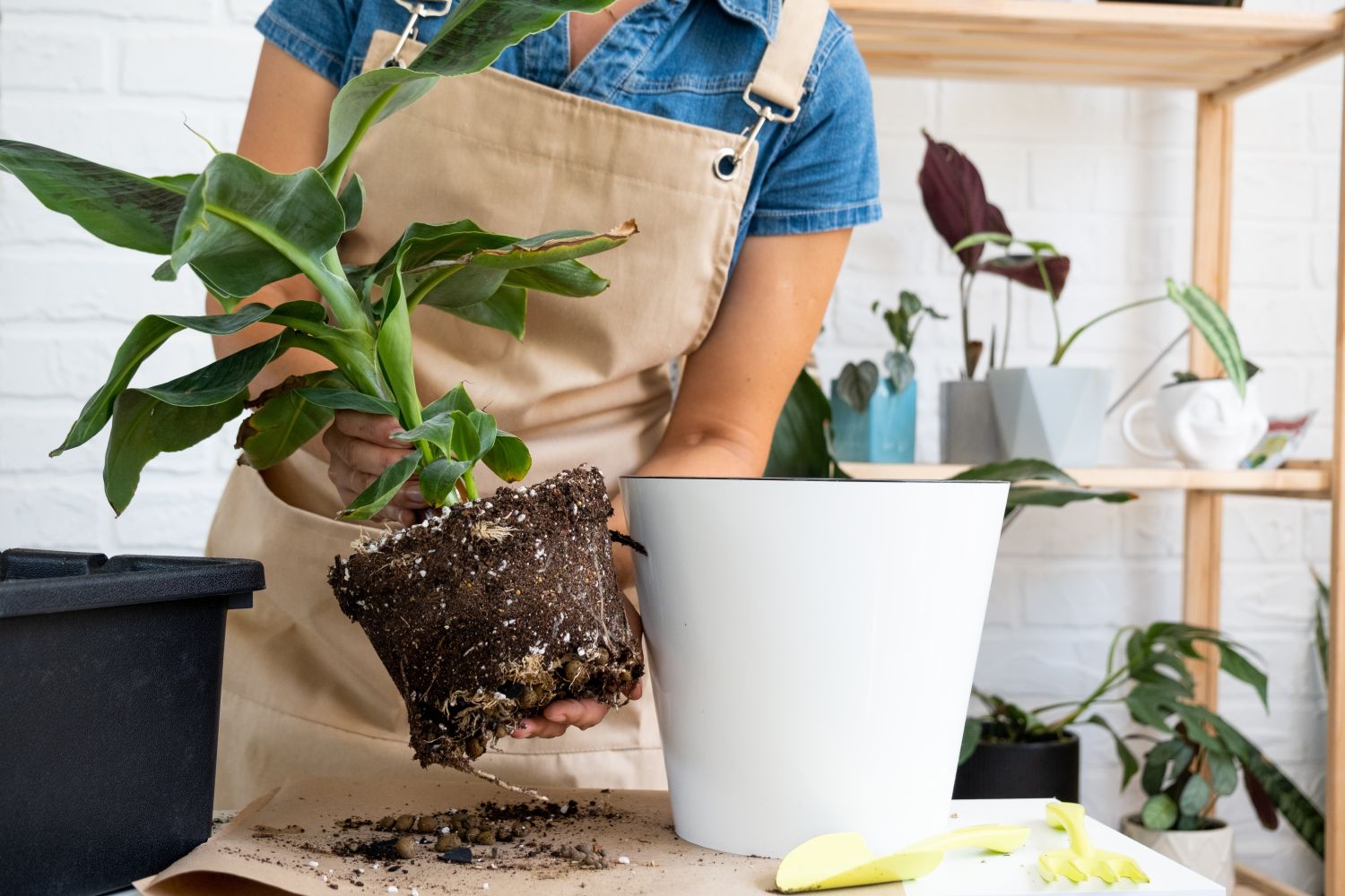 Bananenpflanze erfolgreich überwintern & umtopfen