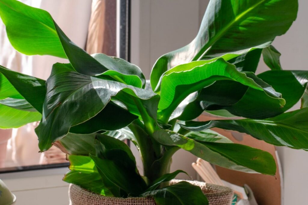 Bananenpflanze in der Wohnung