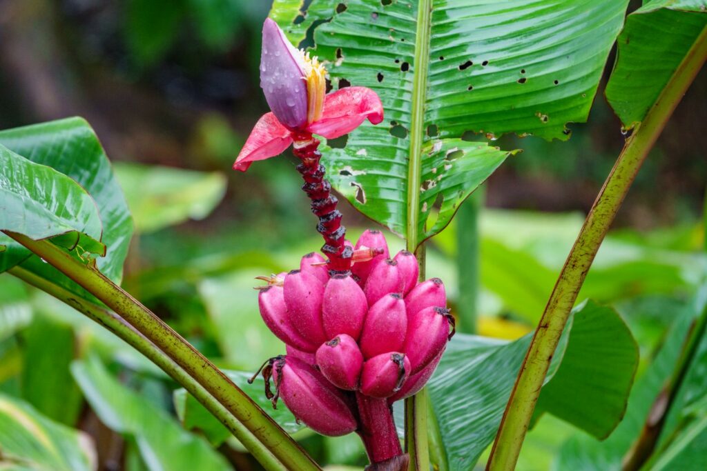 Musa velutina