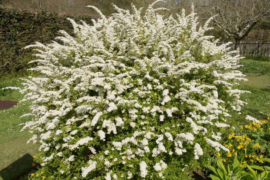 Brautspiere im Garten
