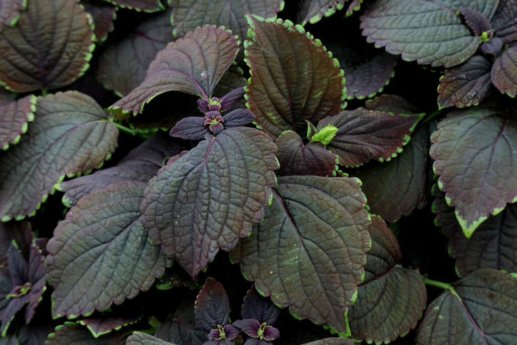 Buntnessel 'Black Prince'