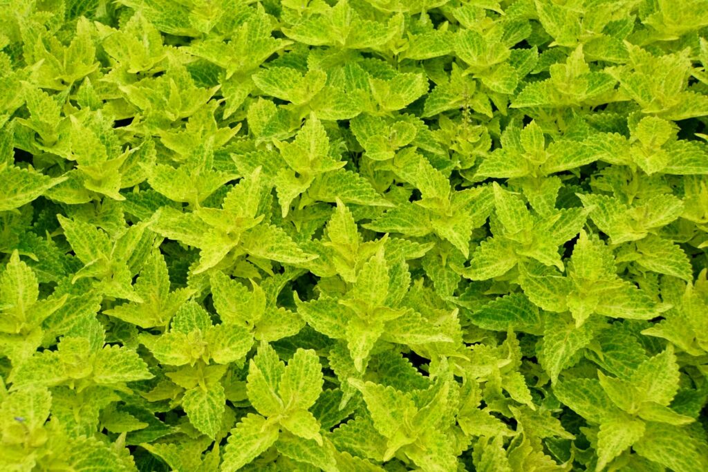 Buntnessel 'Electric Lime'