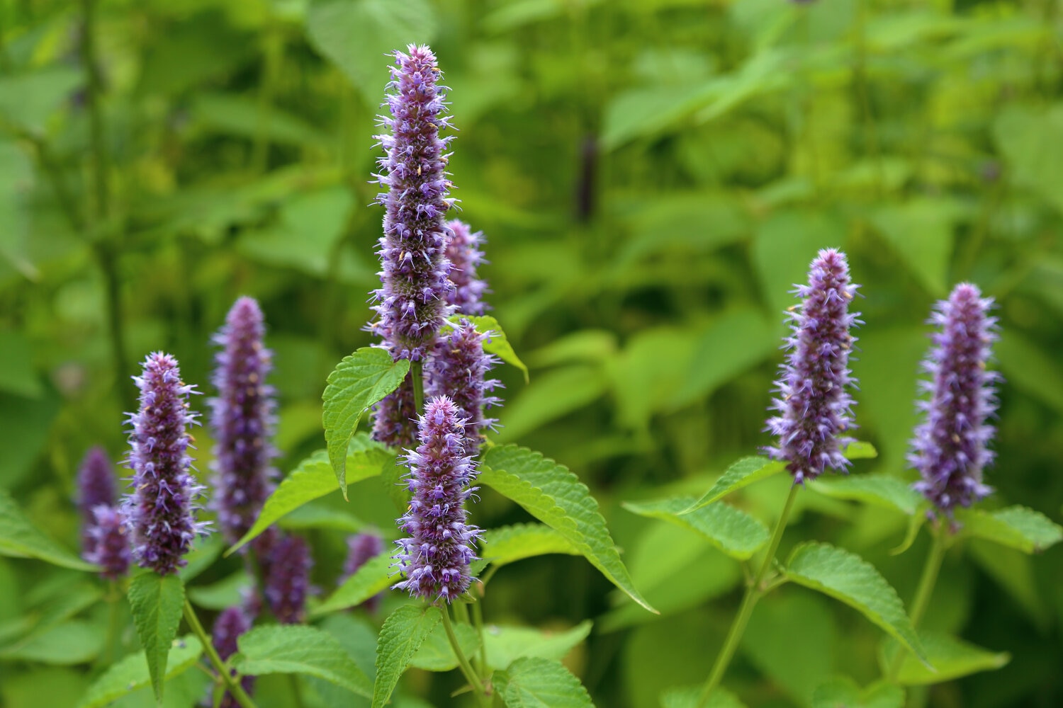 Duftnessel: Schneiden, Winterhärte & Giftigkeit der Agastache