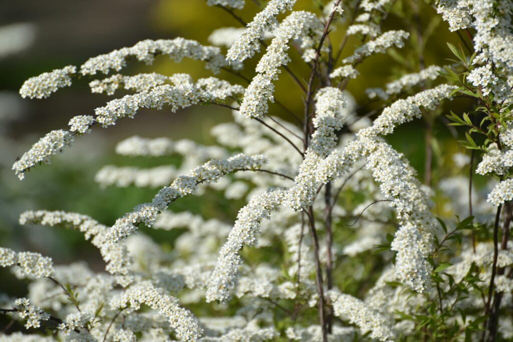 Spiraea x arguta